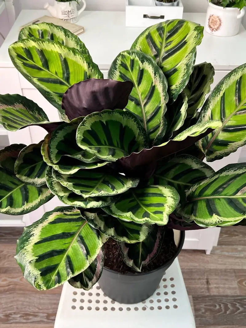 cây đuôi phụng trang trí phòng khách sang và mát mắt