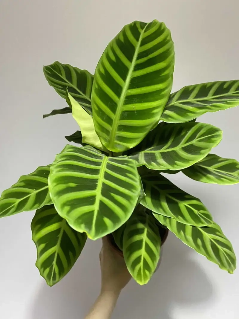 cây đuôi phụng làm quà tặng tinh tế và ý nghĩa