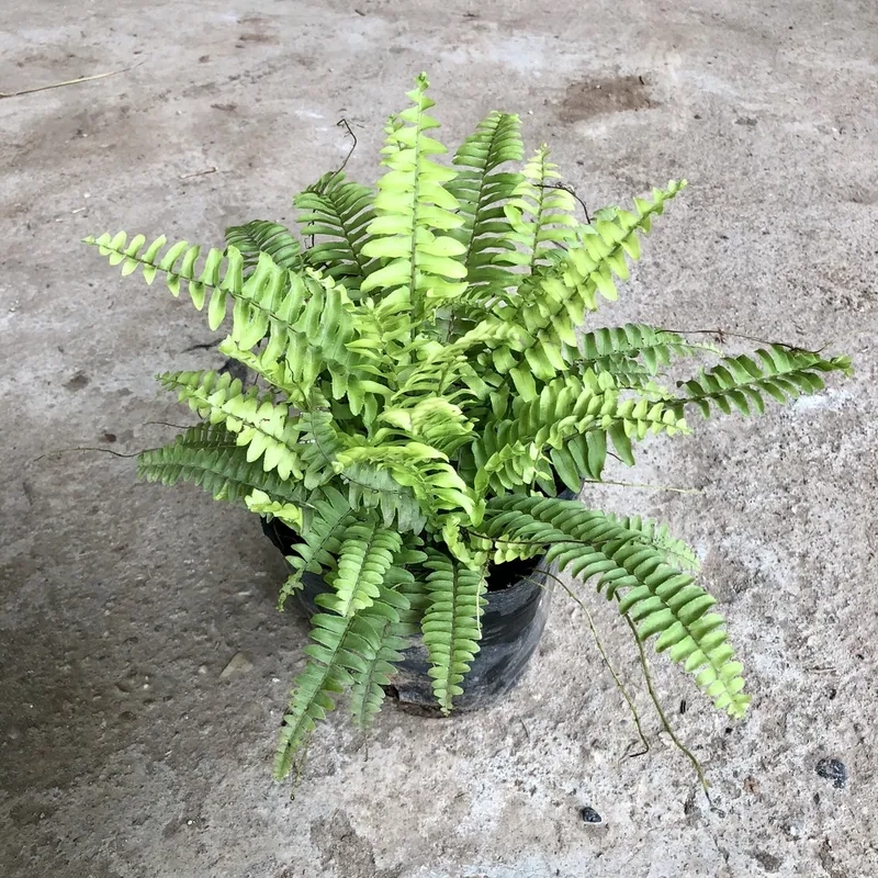 Không gian hài hòa nhờ cây dương xỉ trong bộ dương xỉ mộc