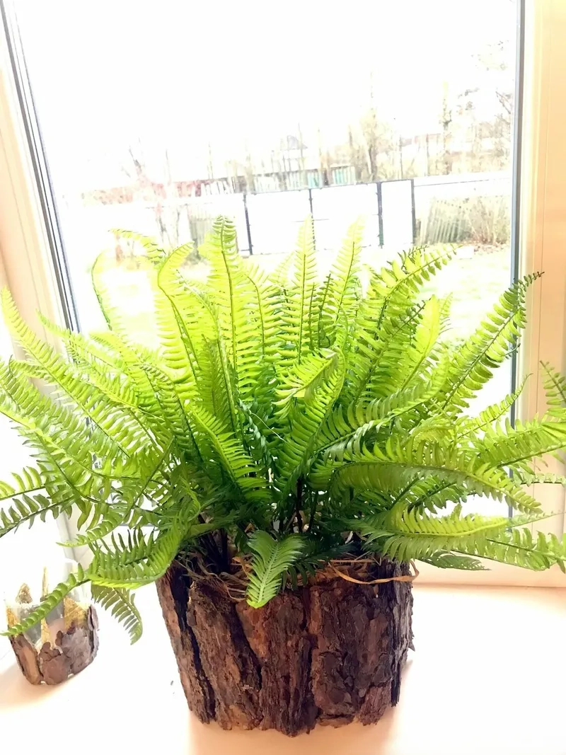 Góc nhà nổi bật khi đặt cây dương xỉ trong chậu cây dương xỉ đẹp