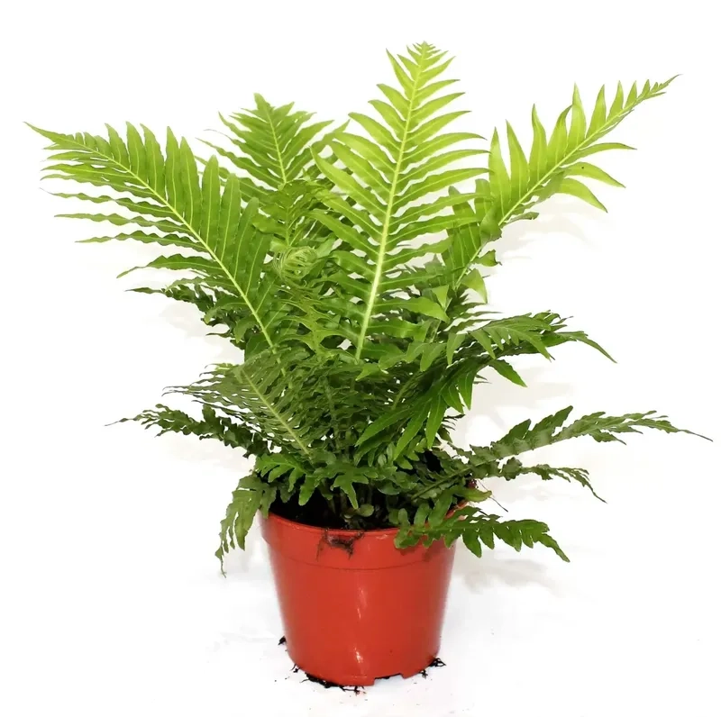 Lựa chọn chậu trồng cây dương xỉ phù hợp giúp cây dương xỉ đẹp hơn