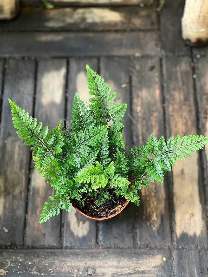 Không gian thêm sinh động nhờ cây dương xỉ đặt trong chậu dương xỉ