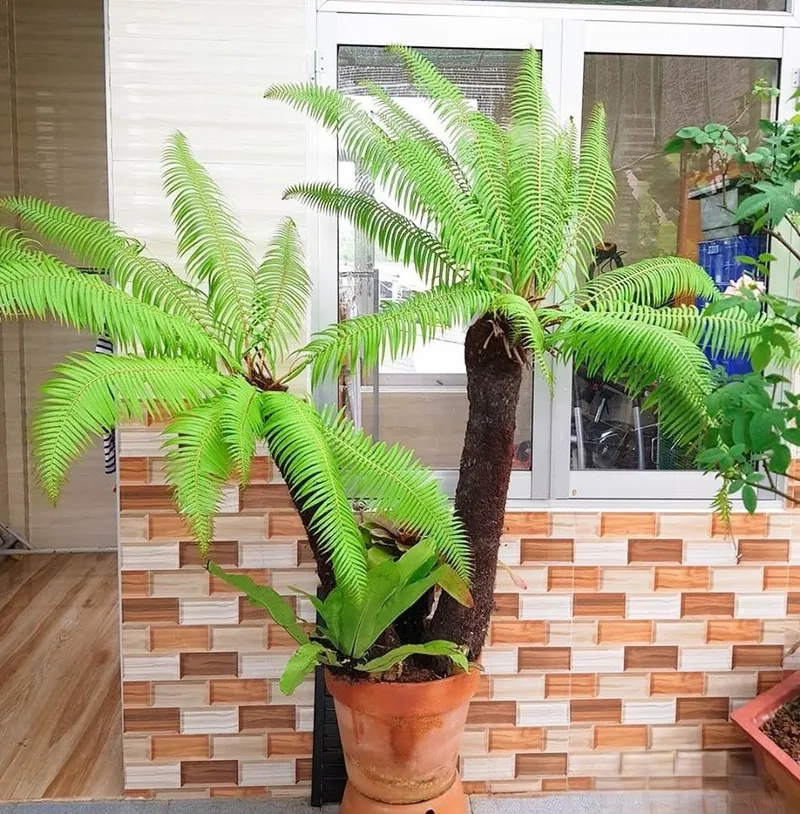 Vẻ xanh cổ điển của cây dương xỉ trong các cây thuộc họ dương xỉ