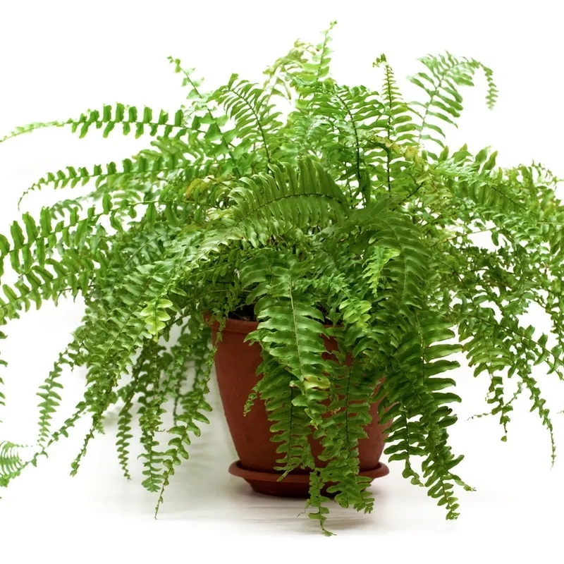 Trang trí nhà ở bằng cây dương xỉ phúc lộc tạo cảm giác an yên