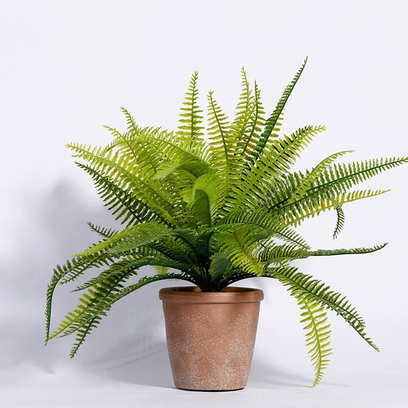 Trang trí không gian xanh với cây dương xỉ tươi mát dễ chăm