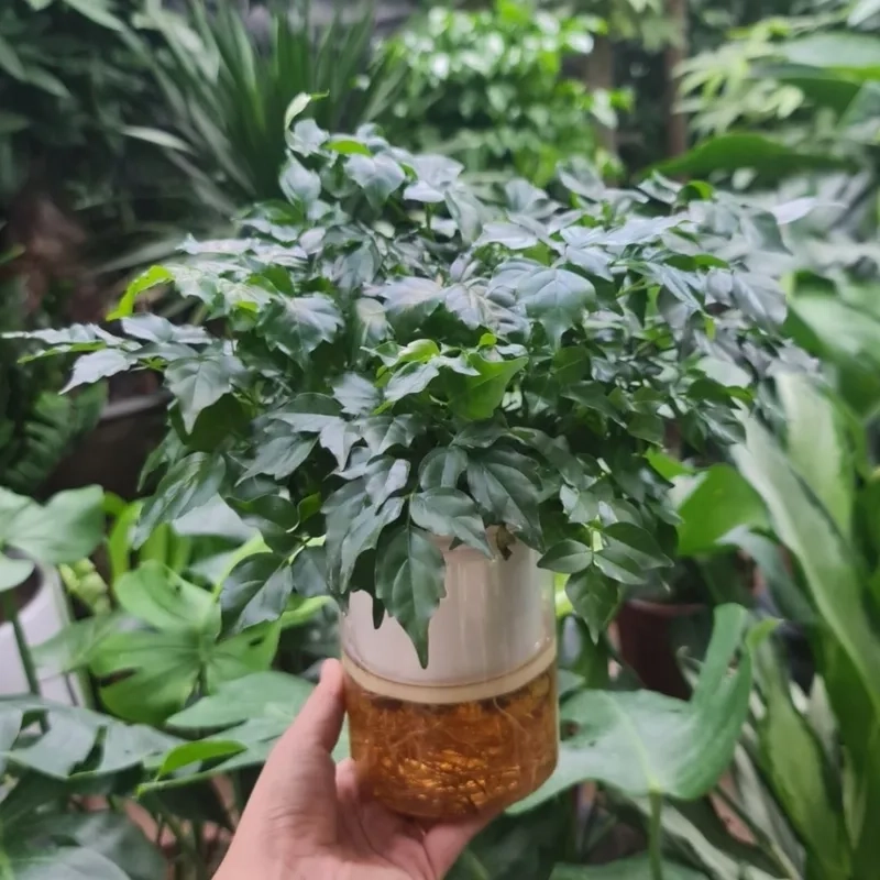 Không gian bừng sáng nhờ cây hạnh phúc xanh mát