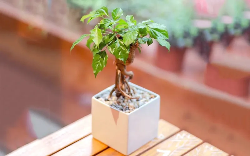 Dịch vụ bán cây hạnh phúc gốc to cho không gian lớn