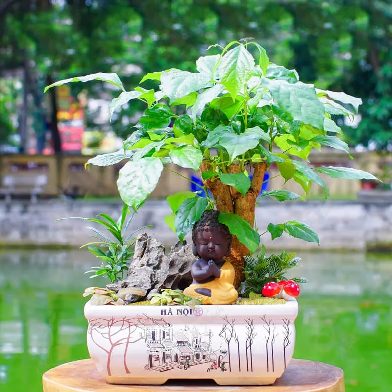 Bí quyết chăm sóc cây hạnh phúc giúp cây phát triển đều