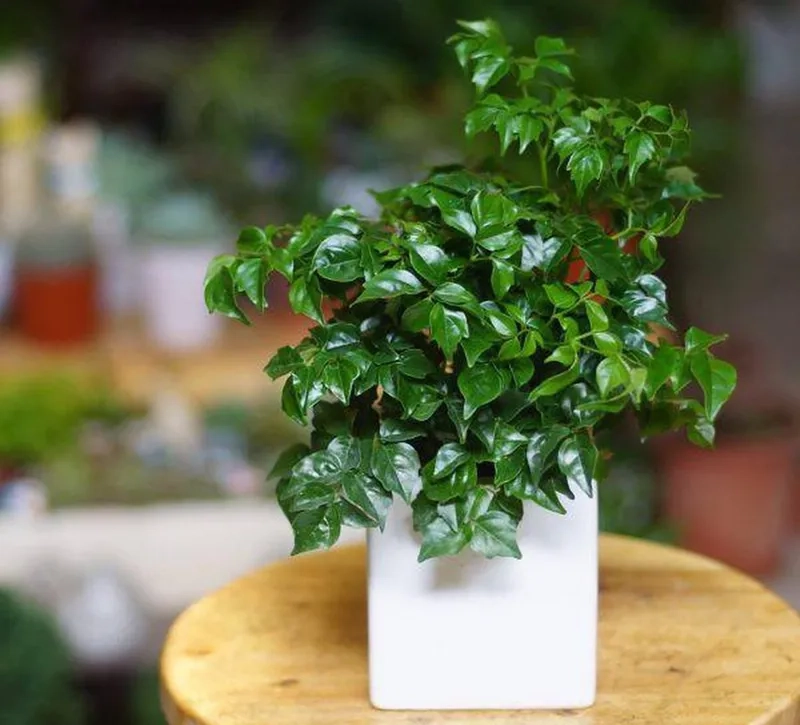 Thiết kế nội thất nổi bật hơn với chậu cây hạnh phúc