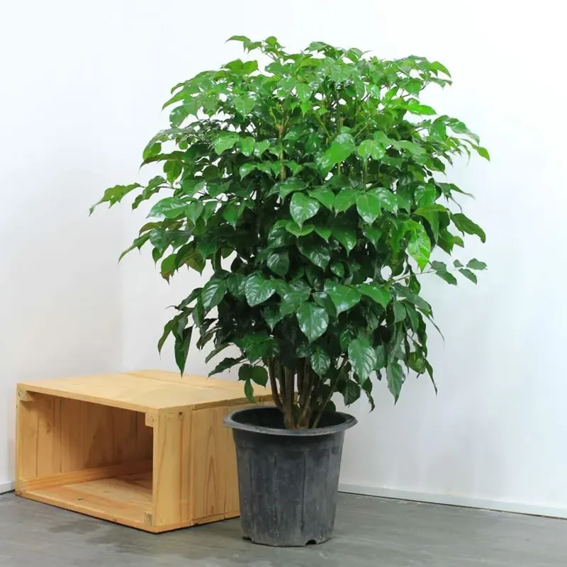 Lựa chọn chậu trồng cây hạnh phúc tăng tính thẩm mỹ