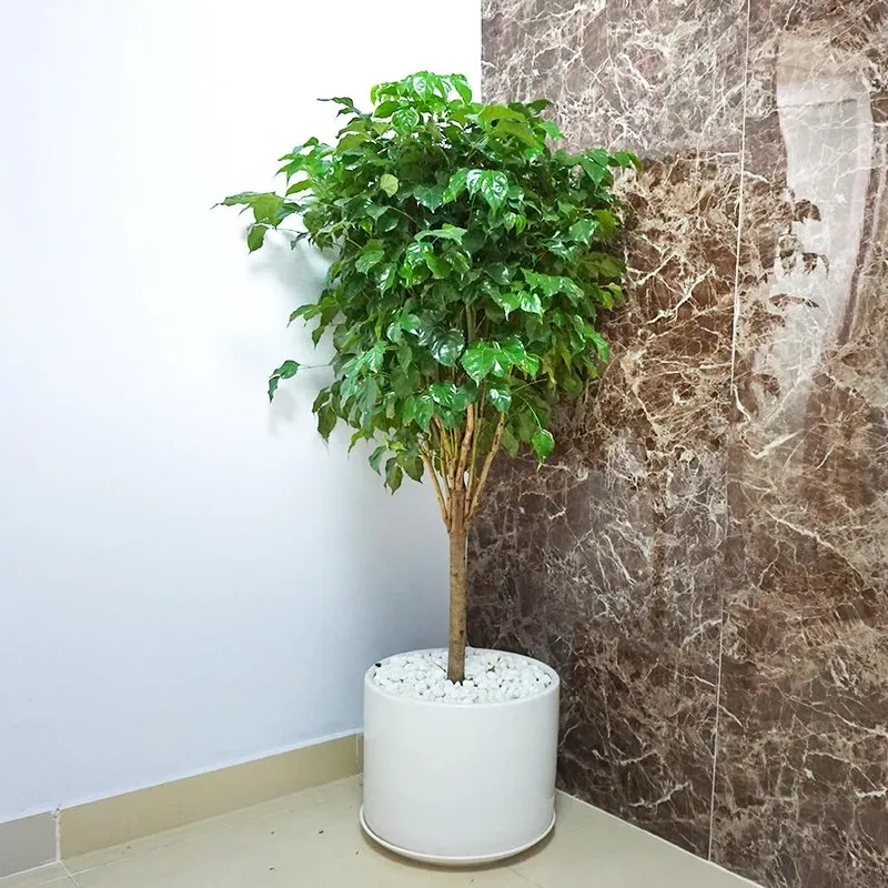 Nguồn cây hoa hạnh phúc giống khỏe dễ trồng tại nhà