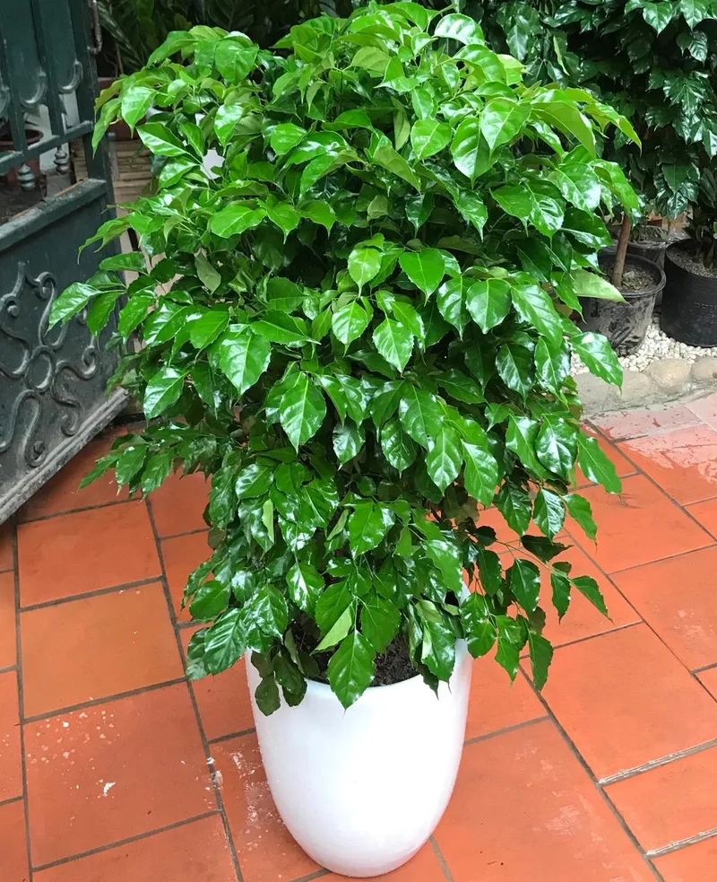 Vẻ tự nhiên của cây hạnh phúc đẹp tạo cảm giác thư giãn