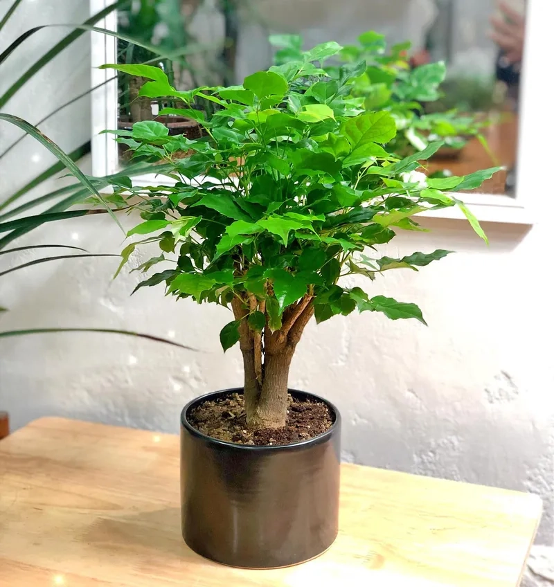 Giải đáp cây hạnh phúc để trong nhà có tốt không