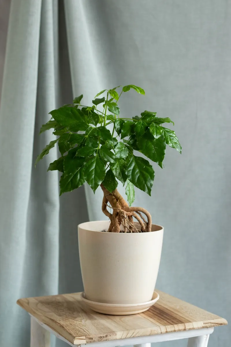 Xu hướng decor xanh hiện nay là cây cảnh hạnh phúc