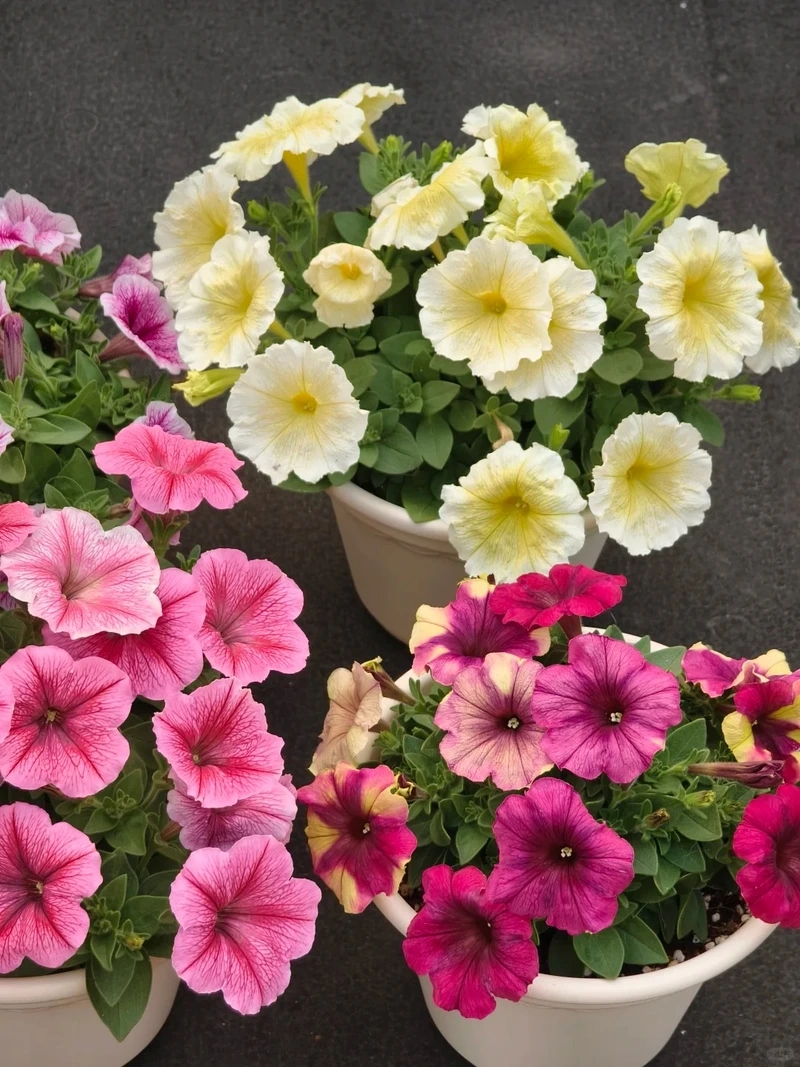 Đặc điểm nổi bật của cây Hoa Dạ Yến Thảo