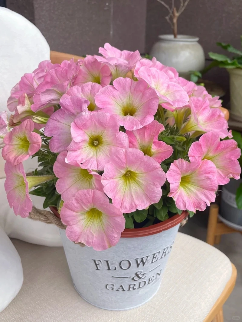 Ban công nổi bật với cây Hoa Dạ Yến Thảo treo