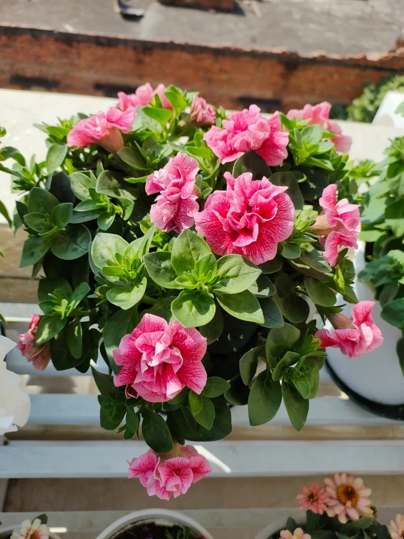 Không gian xanh nhờ cây Hoa Dạ Yến Thảo ban công