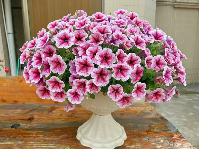 Dễ chăm sóc với cây Hoa Dạ Yến Thảo trồng chậu