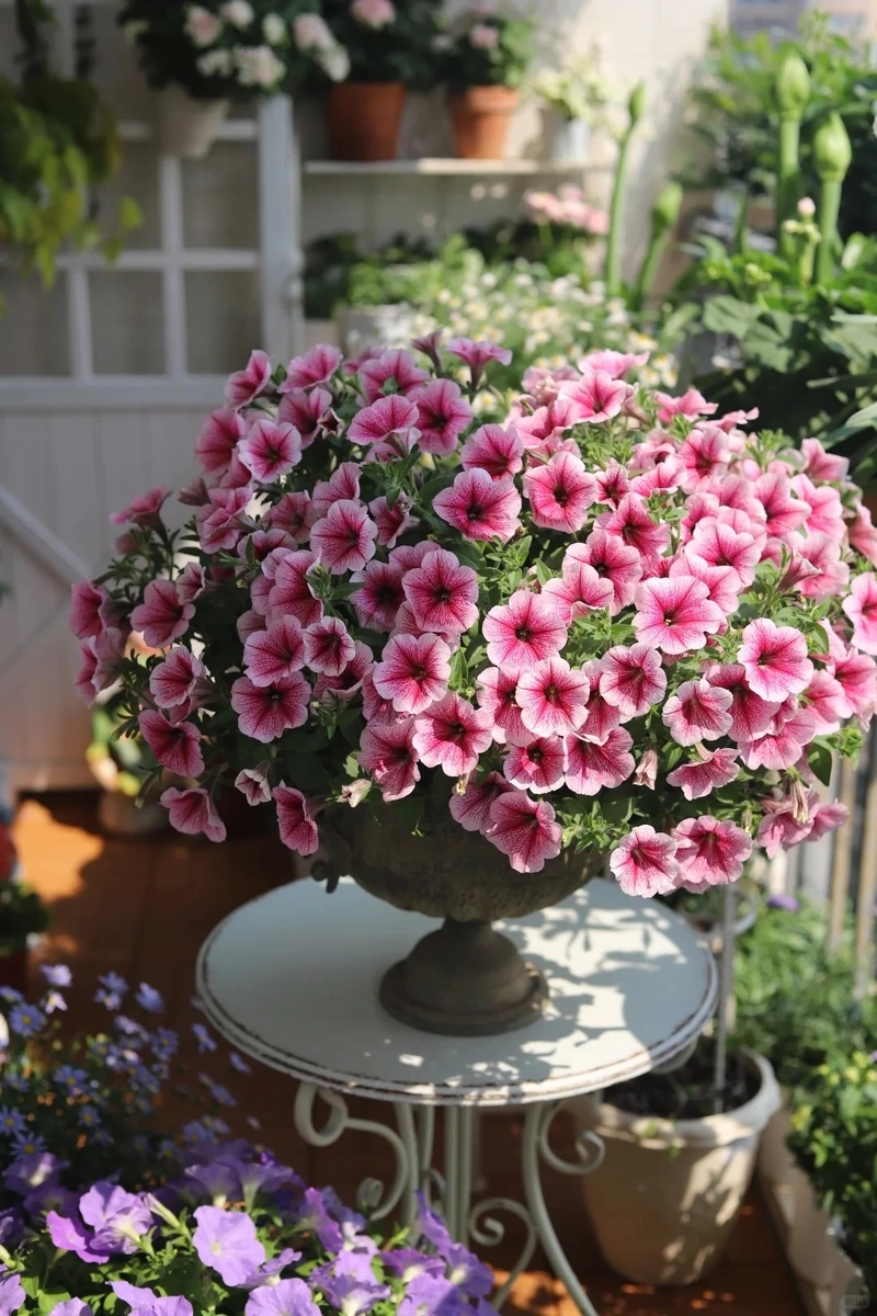 Hiệu ứng mềm mại từ cây Hoa Dạ Yến Thảo rủ