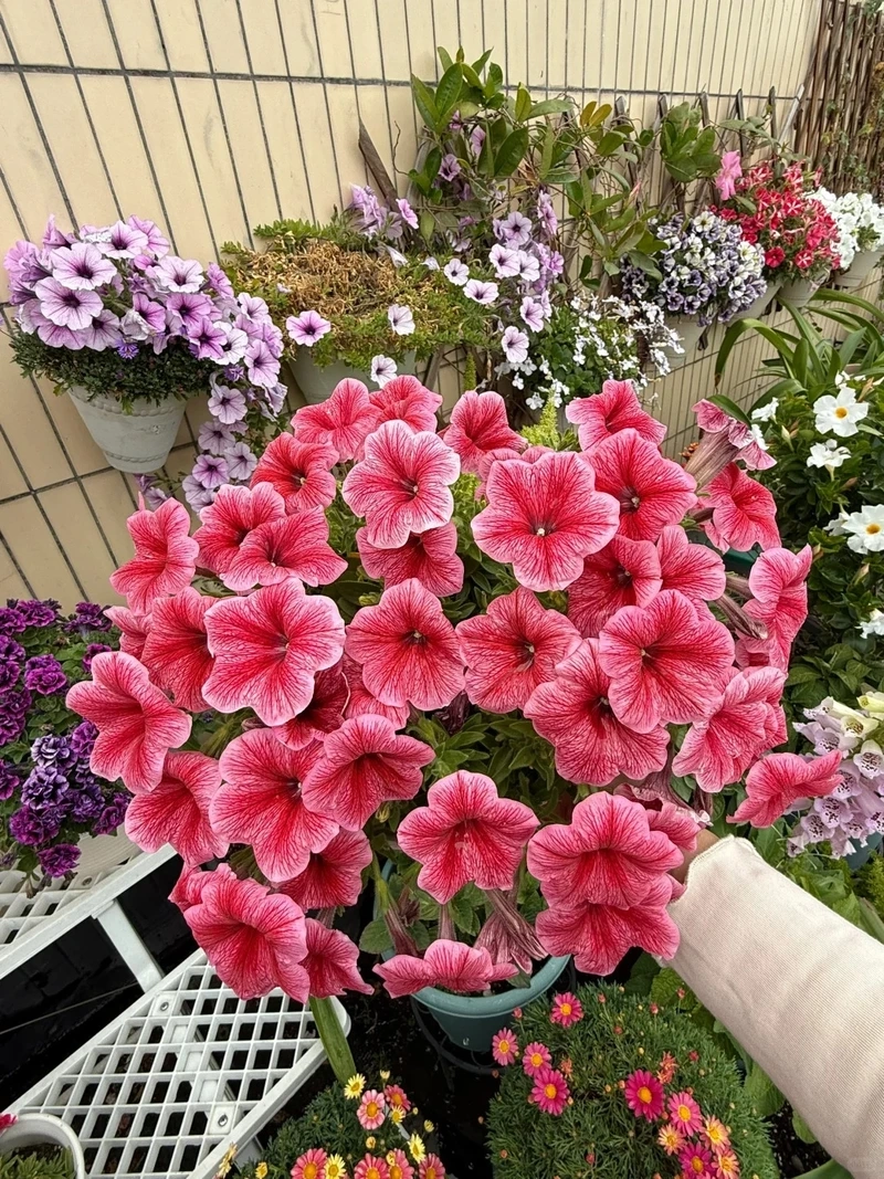 Không gian tươi mới nhờ cây Hoa Dạ Yến Thảo nở quanh năm