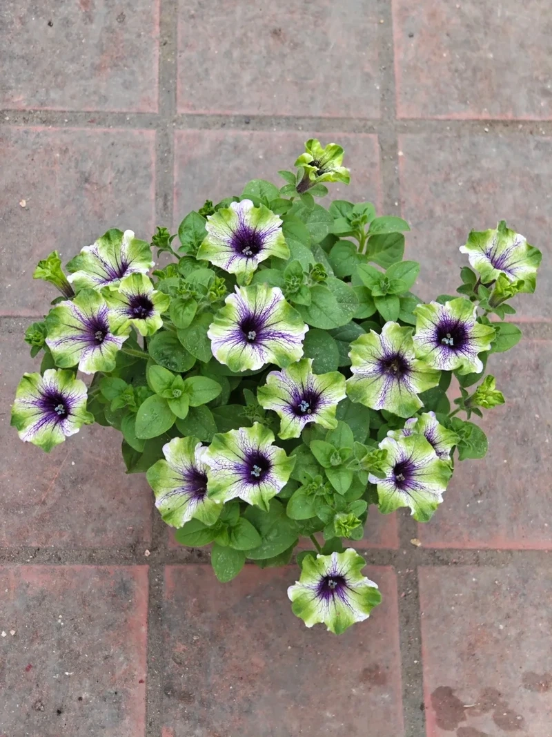 Người mới trồng hợp cây Hoa Dạ Yến Thảo dễ trồng