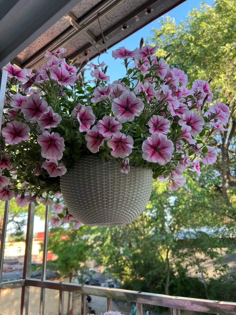 Không gian nhỏ xinh cùng cây Hoa Dạ Yến Thảo mini