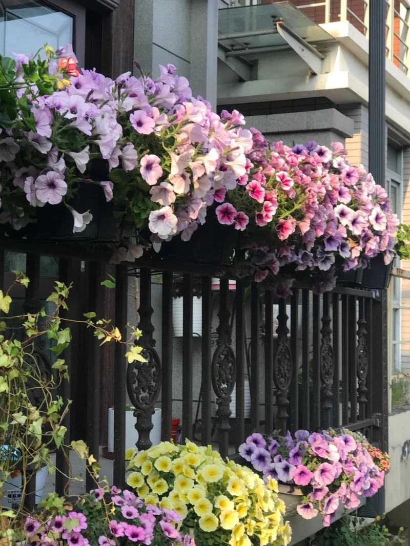 Trang trí sáng tạo bằng cây Hoa Dạ Yến Thảo leo giàn