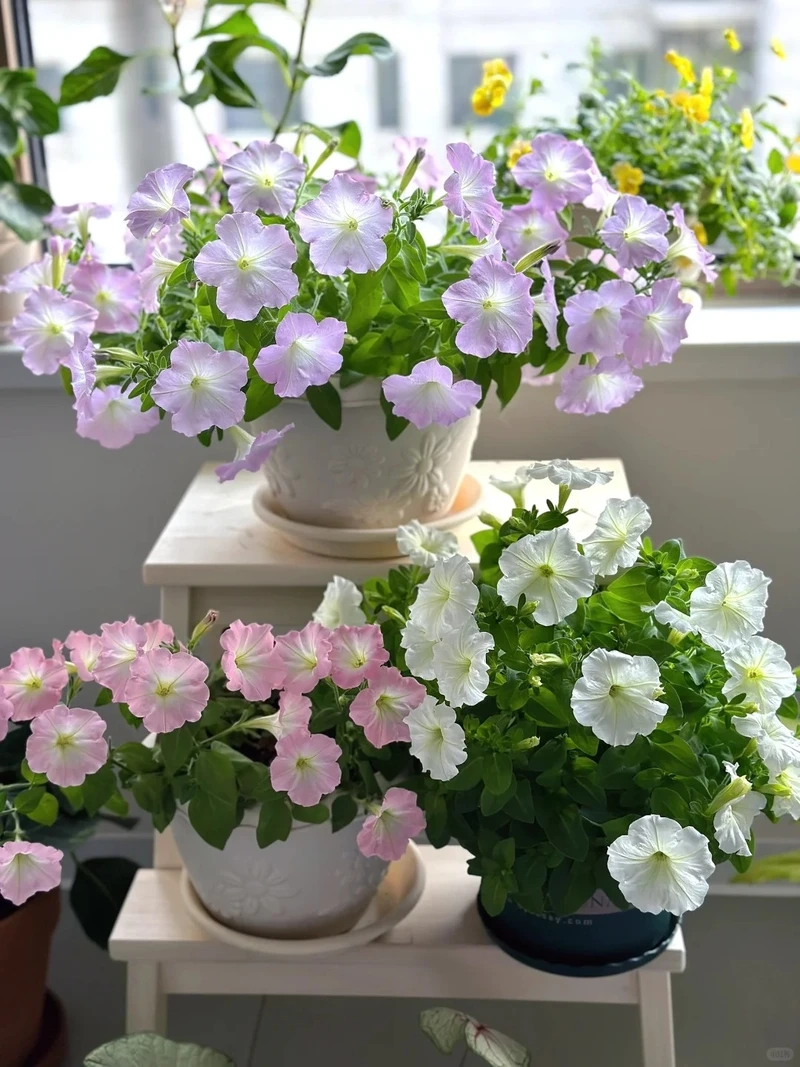 Không gian dịu dàng nhờ cây Hoa Dạ Yến Thảo màu hồng