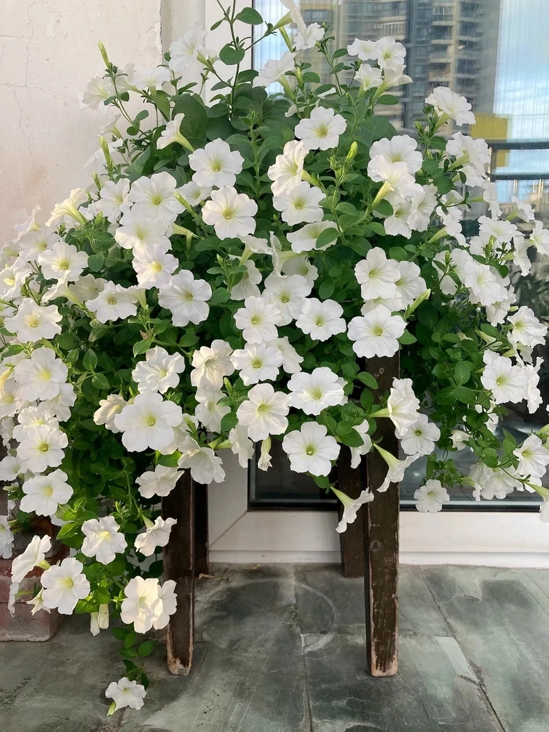 Tổ ấm sinh động với cây Hoa Dạ Yến Thảo trang trí nhà