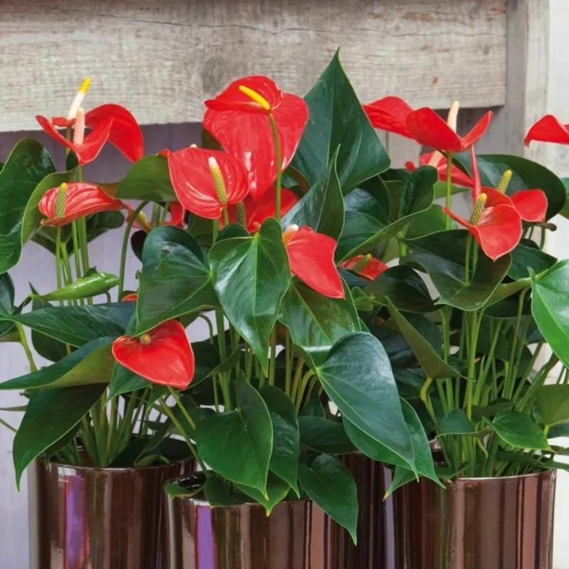 Trang trí nhà cửa tinh tế với hồng môn hoa đỏ sang trọng