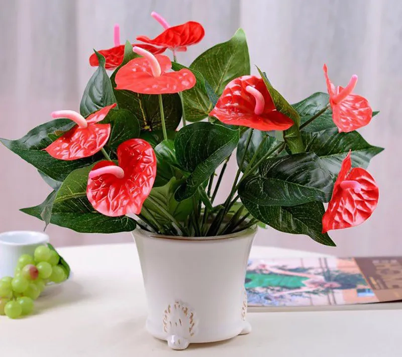 Góc sống ảo rực rỡ cùng hoa hồng môn đầy sức sống