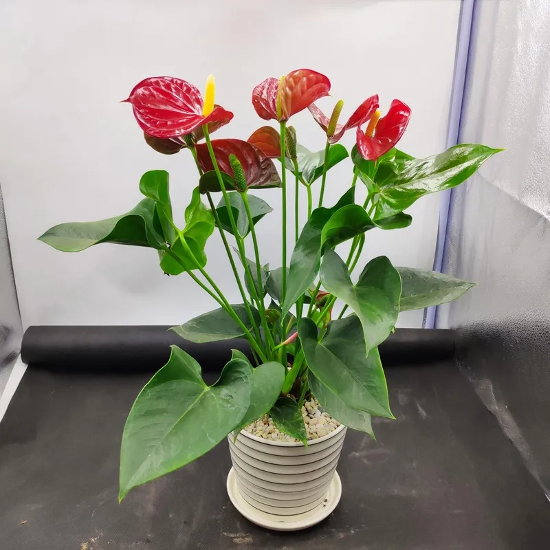 Lựa chọn chậu hồng môn đẹp tạo điểm nhấn nội thất