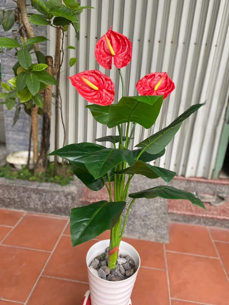 Tổng hợp các loại hồng môn phổ biến được ưa chuộng