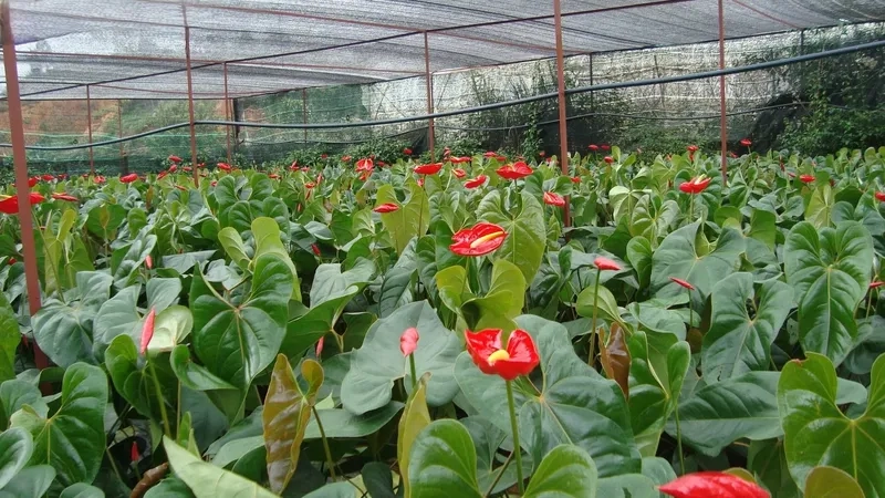 Hướng dẫn cách trồng hồng môn đơn giản dễ áp dụng