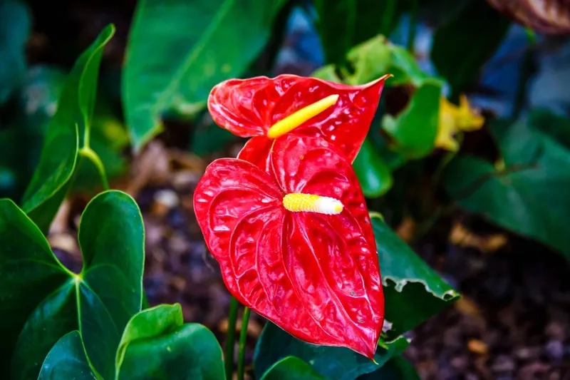 Chia sẻ cách trồng hoa hồng môn cho người mới