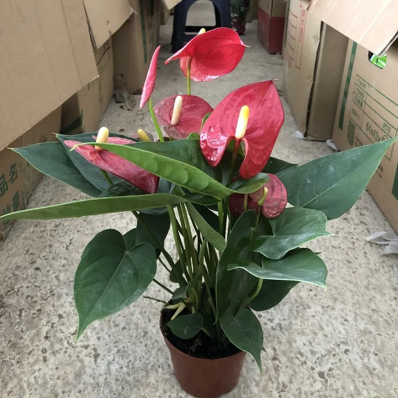 Thực hiện cách trồng hồng môn ra hoa đúng kỹ thuật