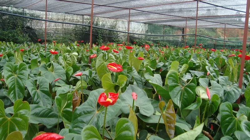 Lựa chọn cây cảnh hồng môn phù hợp nhà hiện đại