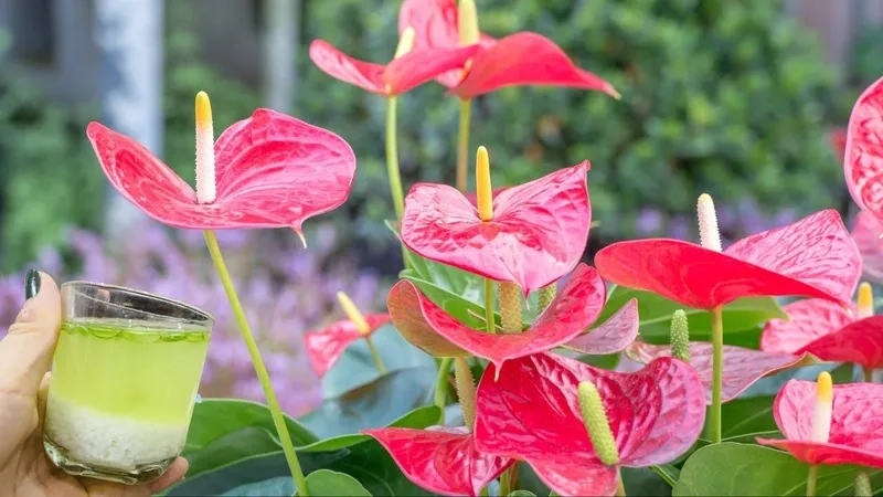 Thu hút tài lộc với hồng môn phong thủy trong nhà