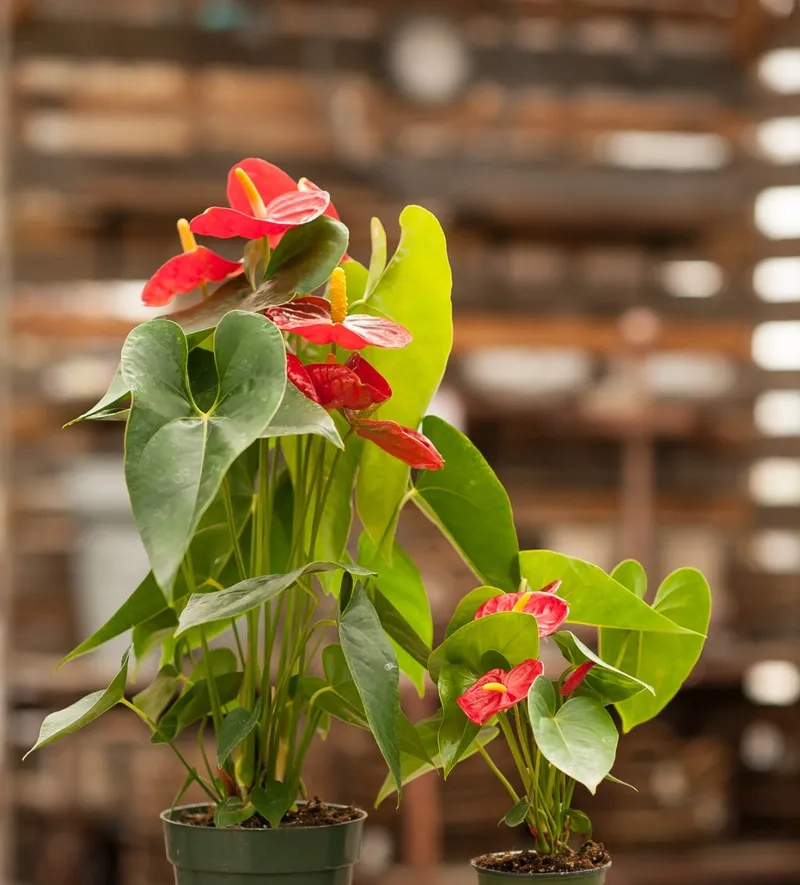 Chiêm ngưỡng cây hồng môn đẹp đầy sức hút