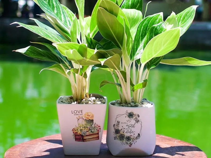 Trang trí Cây hợp mệnh Hỏa bằng cây cho mệnh hoả hút tài