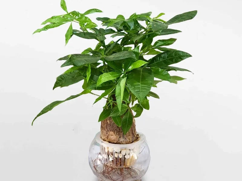 Gợi ý Cây hợp mệnh Hỏa từ các loại cây hợp mệnh hỏa