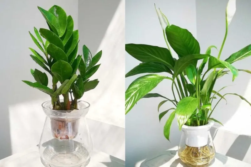 Ưa chuộng Cây hợp mệnh Hỏa và cây cho người mệnh hoả