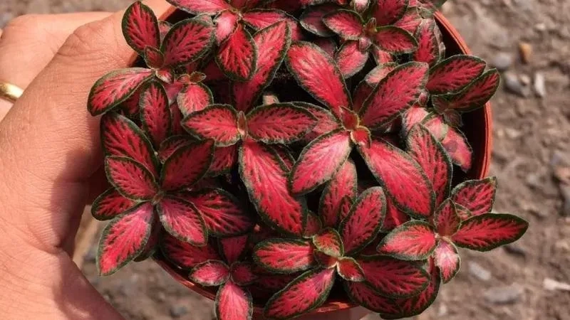 Nhà thêm vượng nhờ Cây hợp mệnh Hỏa cây cảnh trong nhà hợp mệnh hoả