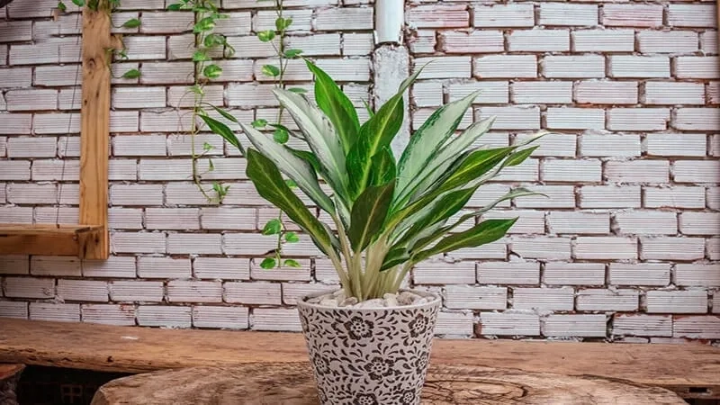 Bàn làm việc đẹp với Cây hợp mệnh Hỏa cây cảnh để bàn hợp mệnh hỏa