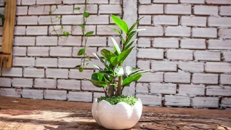 Tăng vận khí nhờ Cây hợp mệnh Hỏa cây phong thủy mệnh hỏa