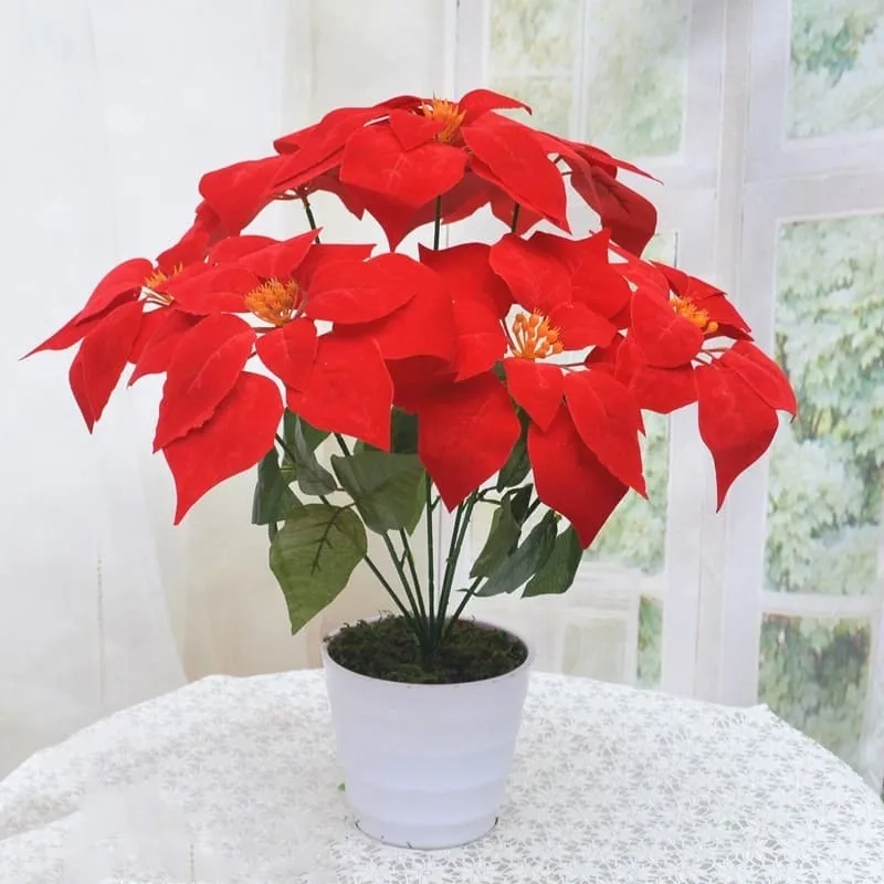 Lựa chọn Cây hợp mệnh Hỏa cây hợp phong thủy mệnh hỏa