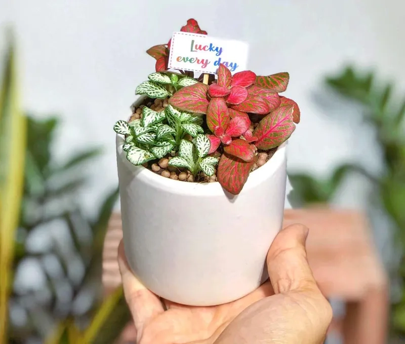 Trang trí ấn tượng nhờ Cây hợp mệnh Hỏa cây trang trí mệnh hỏa