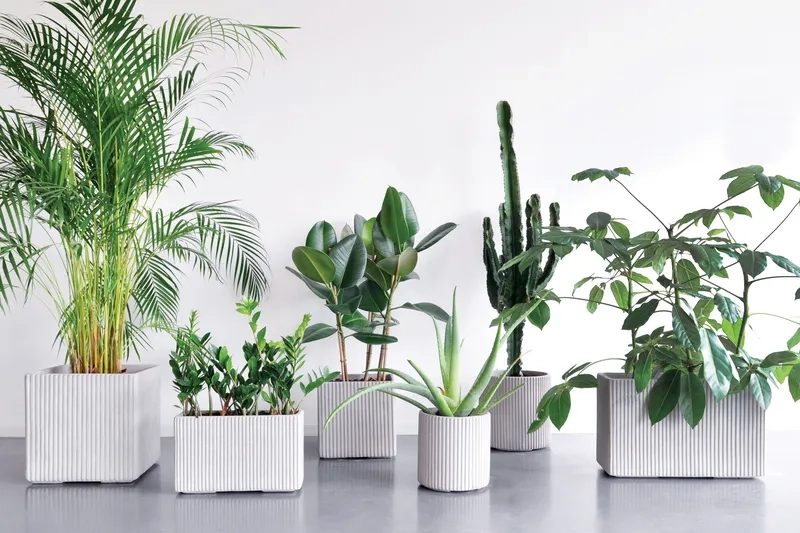 Không gian sáng hơn nhờ cây hợp mệnh kim chuẩn phong thủy Kim