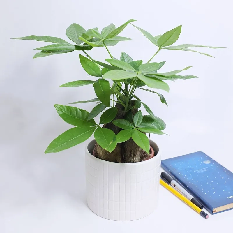 Bố trí cây cảnh mệnh kim tạo sinh khí Kim