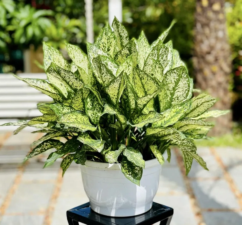 Trang hoàng cây cảnh trong nhà hợp mệnh kim Kim